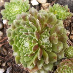 Sempervivum - Dachwurz - Hauswurz